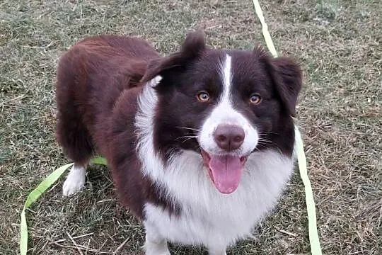 Reproduktor Border collie
