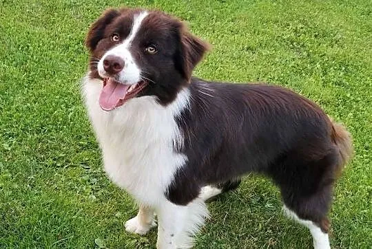 Reproduktor Border collie, Wielkopolskie, Stankowo