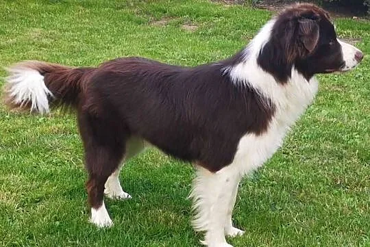 Reproduktor Border collie, Wielkopolskie, Stankowo