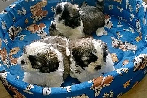 Prześliczne pieski rasy Shih Tzu ,  wielkopolskie 