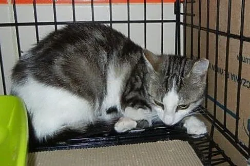 Marmurkowa Szwaczusia do adopcji!!!!, łódzkie Łódź