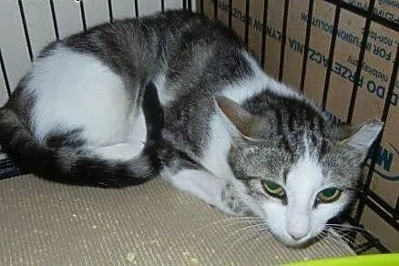 Marmurkowa Szwaczusia do adopcji!!!!,  łódzkie Łód