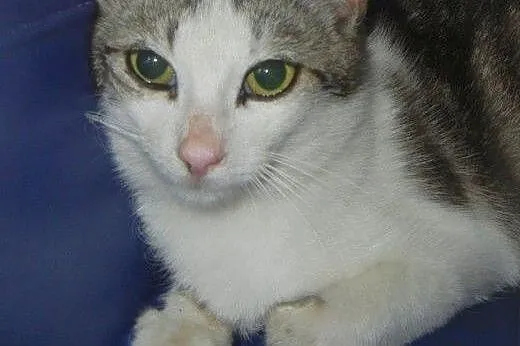 Marmurkowa Szwaczusia do adopcji!!!!,  łódzkie Łód