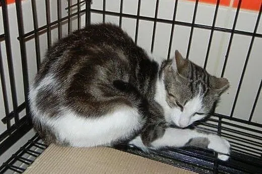 Marmurkowa Szwaczusia do adopcji!!!!,  łódzkie Łód