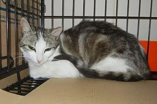 Marmurkowa Szwaczusia do adopcji!!!!,  łódzkie Łód