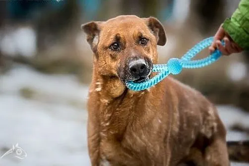 Korin chce być adopciakiem!,  mazowieckie Radom