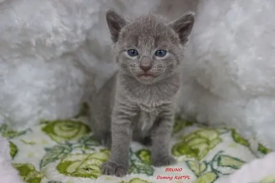 Kocięta Rosyjskie Niebieskie w hodowli Dumny Kot*P