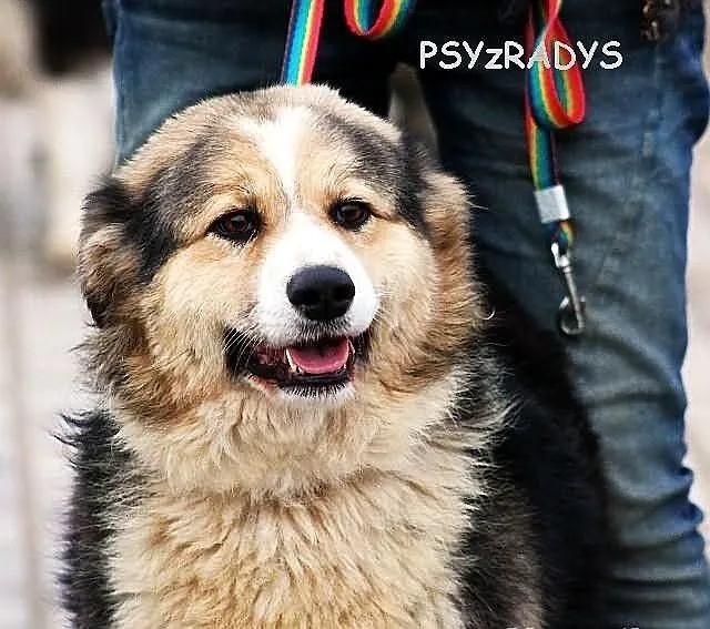 YODA - młoda, puchata suczka do adopcji