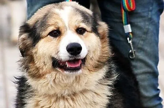 YODA - młoda, puchata suczka do adopcji