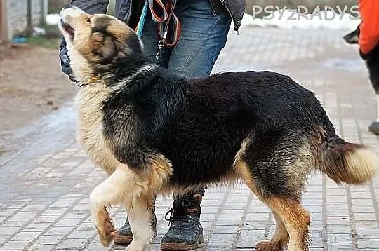 YODA - młoda, puchata suczka do adopcji