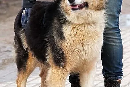 YODA - młoda, puchata suczka do adopcji