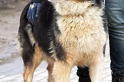 YODA - młoda, puchata suczka do adopcji
