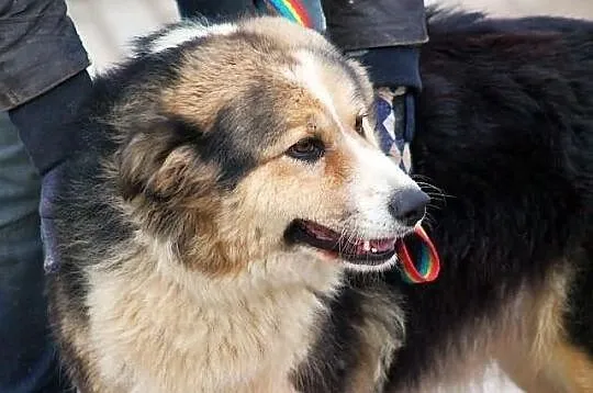 YODA - młoda, puchata suczka do adopcji