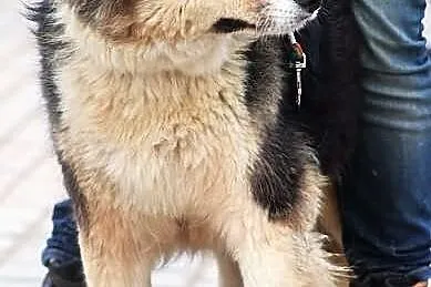 YODA - młoda, puchata suczka do adopcji