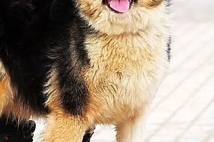 YODA - młoda, puchata suczka do adopcji