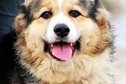 YODA - młoda, puchata suczka do adopcji