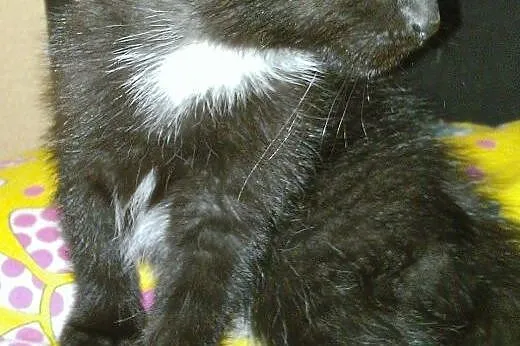 Kocięta do adopcji,  podlaskie Białystok