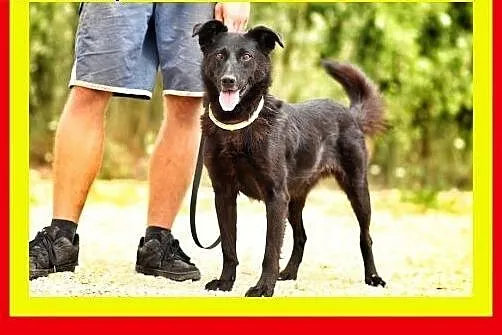 19kg,uwielbia długie spacery,czujny,aktywny,pies LABEK,  dolnośląskie Wrocław