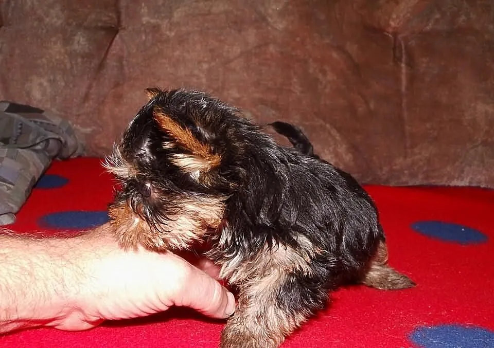 Yorki