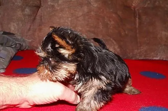 yorki