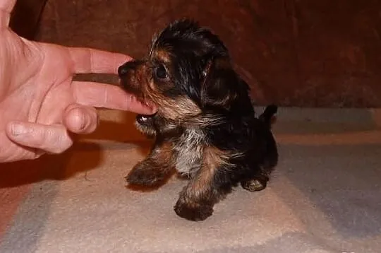 Yorki