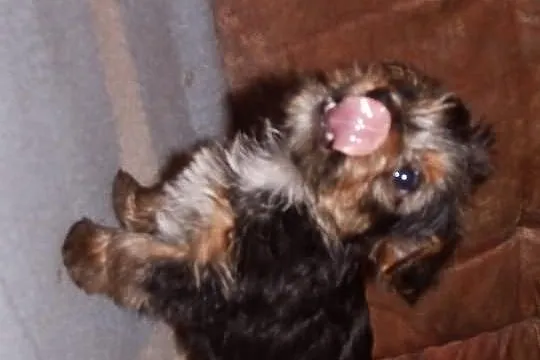Yorki