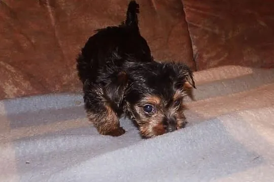 Yorki