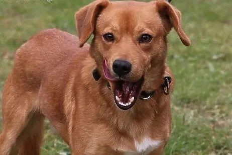 Rydz -młody psi pieszczoch gotowy do adopcji.,  mazowieckie Warszawa