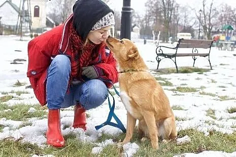 Rydz -młody psi pieszczoch gotowy do adopcji.,  ma