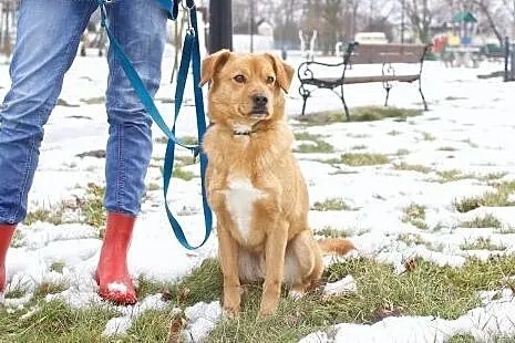 Rydz -młody psi pieszczoch gotowy do adopcji.,  ma