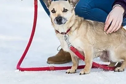 Nieduża, beżowa piękność, kochająca ludzi Beksa do adopcji!,  Kundelki cała Polska