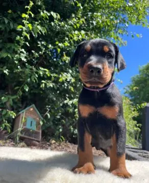 DOBERMAN, szczeniak na sprzedaż, kontakt przez Whatsapp +48736614543, , Zyck Polski