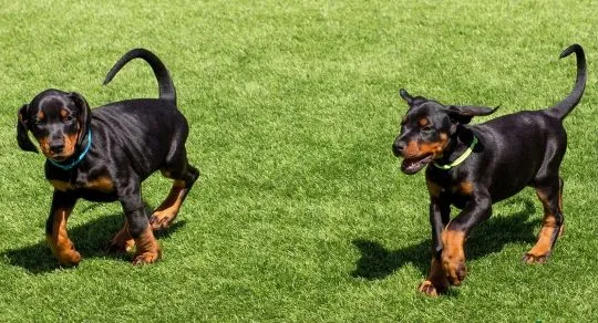 DOBERMAN, szczeniak na sprzedaż, kontakt przez Whatsapp +48736614543, , Zyck Polski