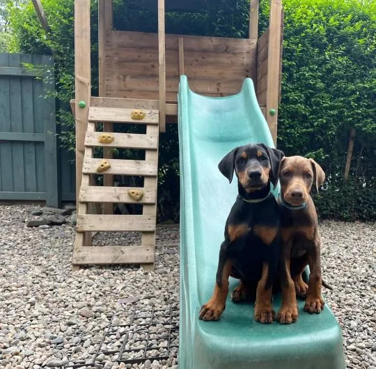 DOBERMAN, szczeniak na sprzedaż, kontakt przez Whatsapp +48736614543, , Zyck Polski