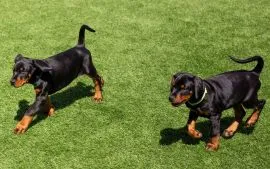 DOBERMAN, szczeniak na sprzedaż, kontakt przez Whatsapp +48736614543