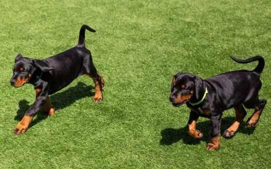 DOBERMAN, szczeniak na sprzedaż, kontakt przez Whatsapp +48736614543