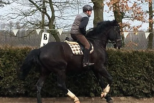 Elvento, , Tanowo