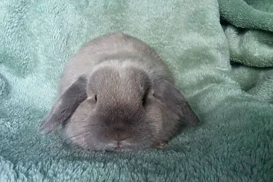 Mini lop seal point piękny reproduktor okazja Kraków dokumenty hodowla
