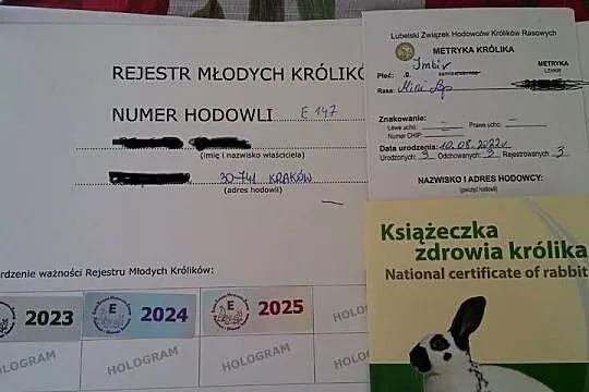 Mini lop seal point piękny reproduktor okazja Kraków dokumenty hodowla, Małopolskie, Kraków