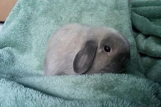 Mini lop seal point piękny reproduktor okazja Kraków dokumenty hodowla, Małopolskie, Kraków