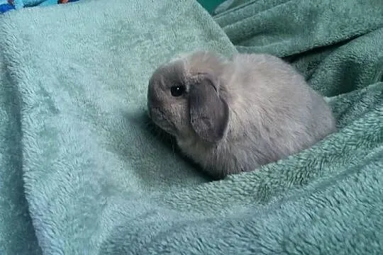 Mini lop seal point piękny reproduktor okazja Kraków dokumenty hodowla, Małopolskie, Kraków