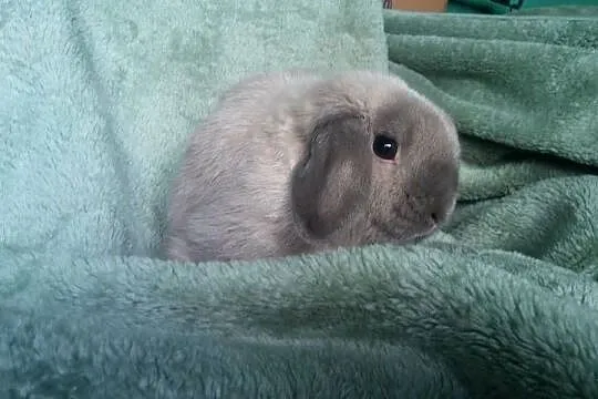 Mini lop seal point piękny reproduktor okazja Kraków dokumenty hodowla, Małopolskie, Kraków