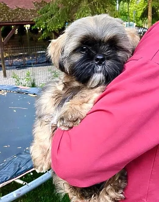 ShihTzu piesek Gabor, Pomorskie, Reda