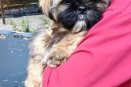 ShihTzu piesek Gabor
