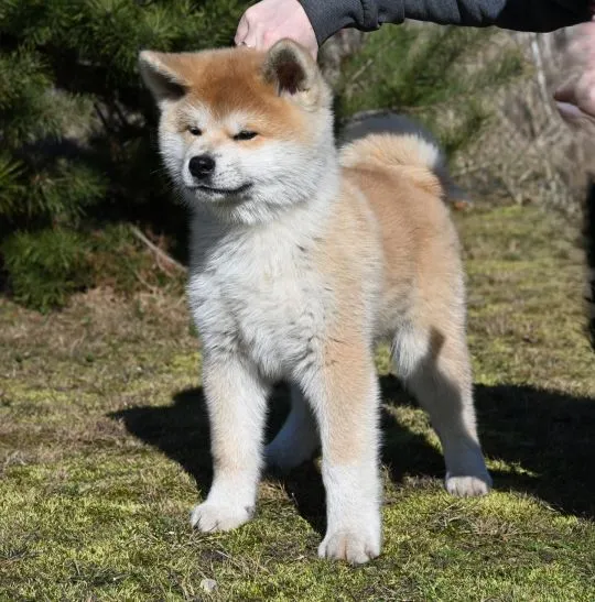 Akita japońska akita inu czerwony samiec ZKwP gotowy do odbioru, , Pierzchno