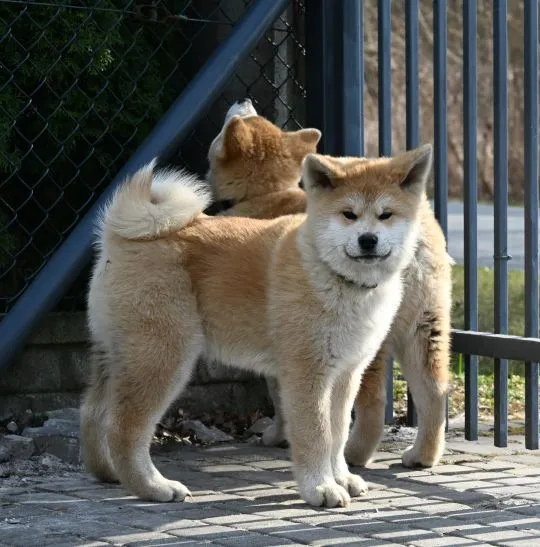Akita japońska akita inu czerwony samiec ZKwP gotowy do odbioru, , Pierzchno