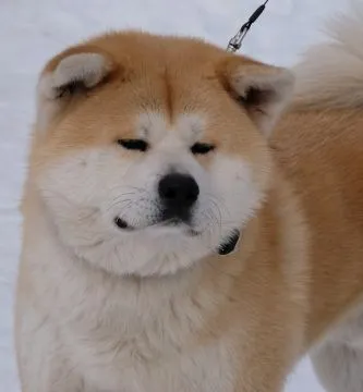 Akita japońska akita inu czerwony samiec ZKwP gotowy do odbioru, , Pierzchno