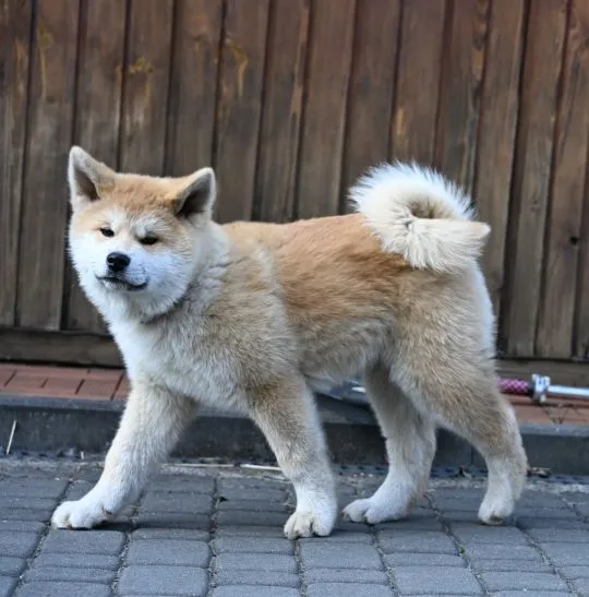 Akita japońska akita inu czerwony samiec ZKwP gotowy do odbioru