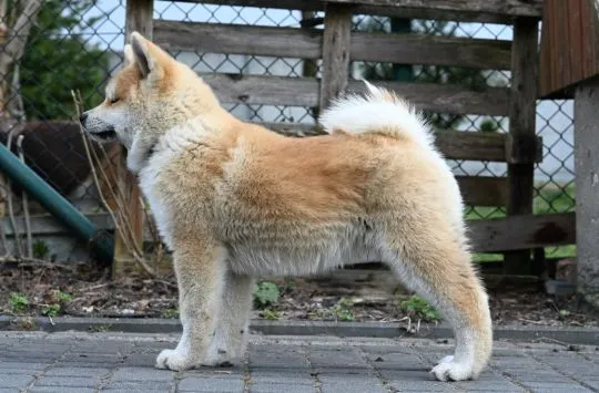 Akita japońska akita inu czerwony samiec ZKwP gotowy do odbioru, , Pierzchno