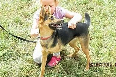 Hope - wyjątkowa i bezproblemowa suczka szuka domu